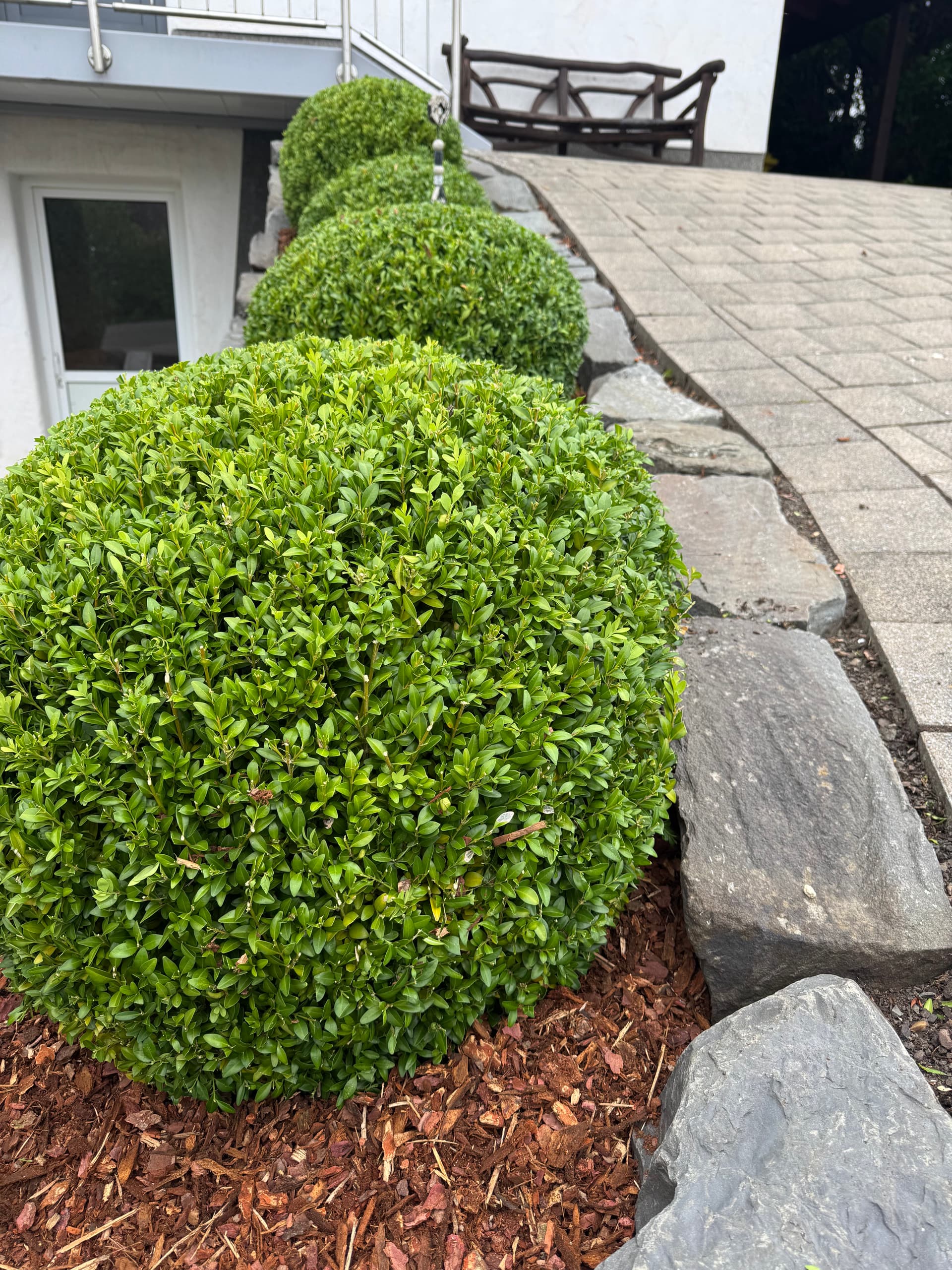 Präziser Heckenschnitt in Wenden