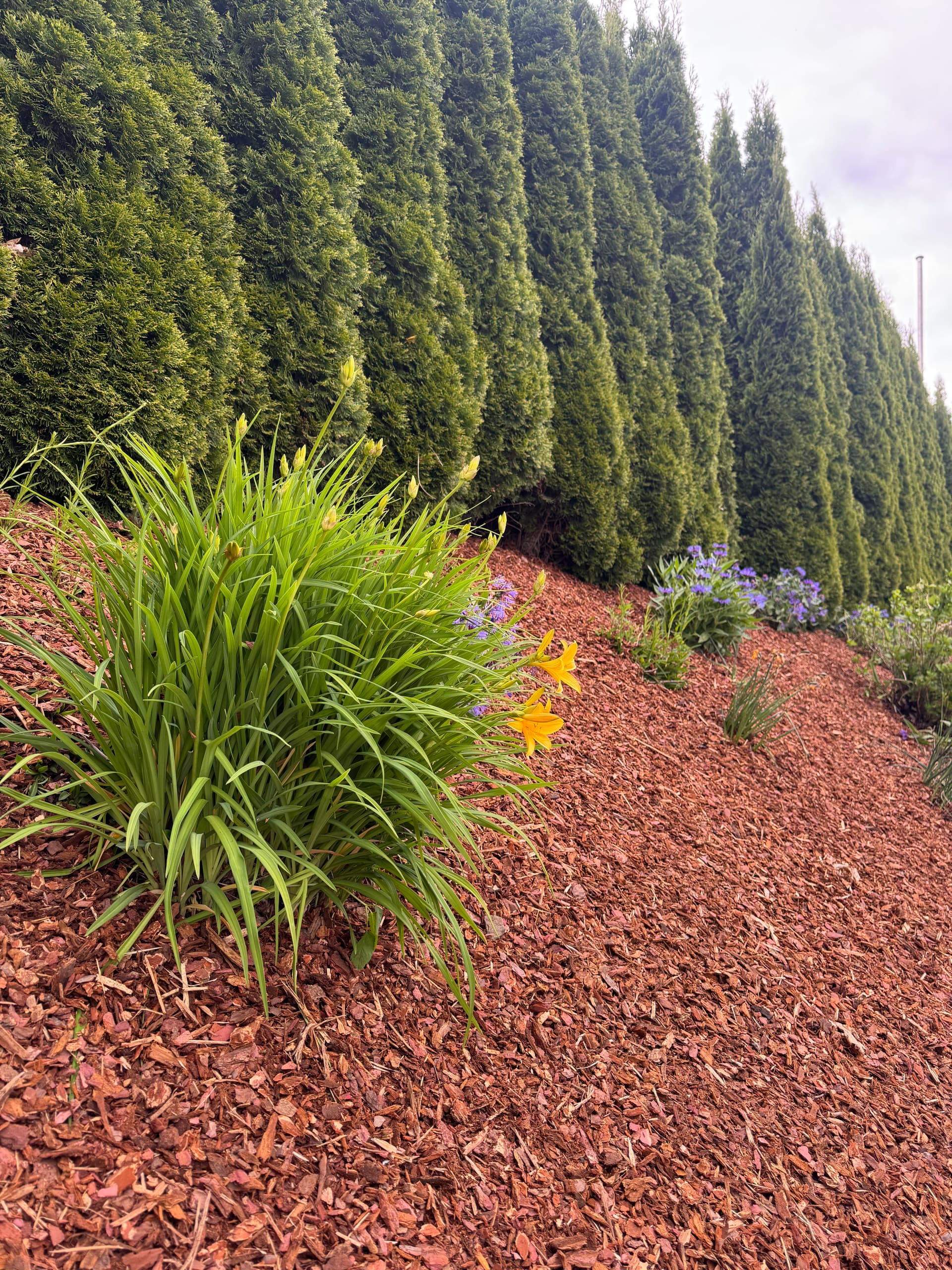 Kunde mit Pflanzen im Garten